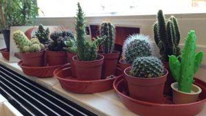 3D Design Software for 3D Printing - Cactus Collection Theo 3D Design Software for 3D Printing - Cactus Collection Theo