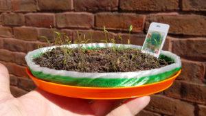Dill in 3D Printed Pot