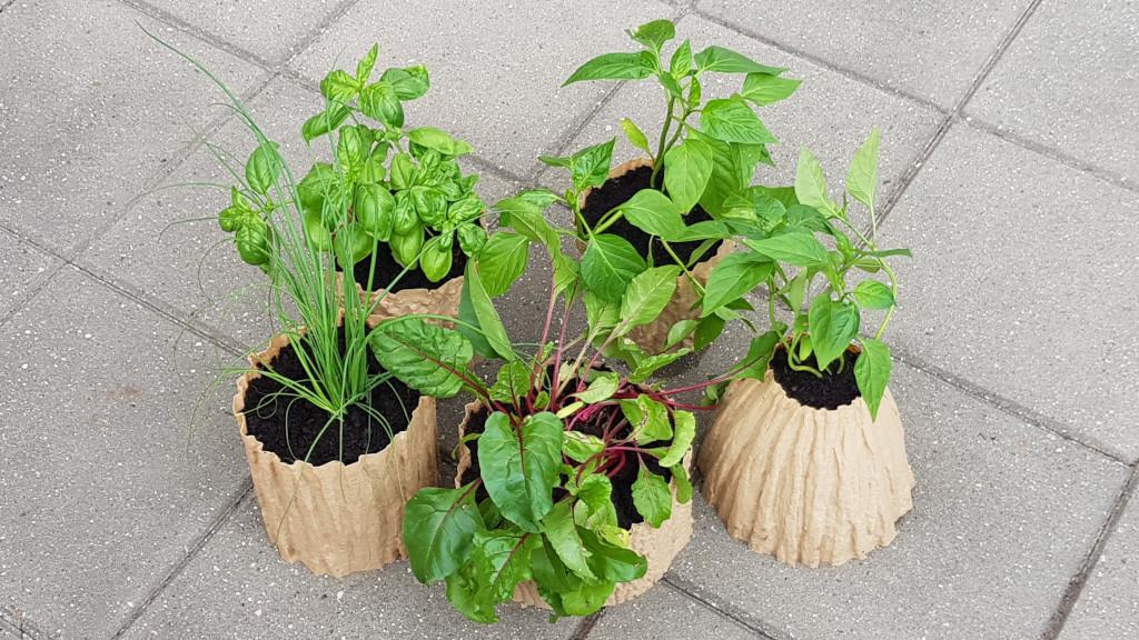 Tree Texture Plant Pots with Herbs