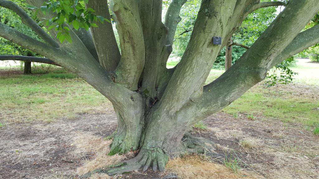 Fastigiate Hornbeam - Kew Gardens