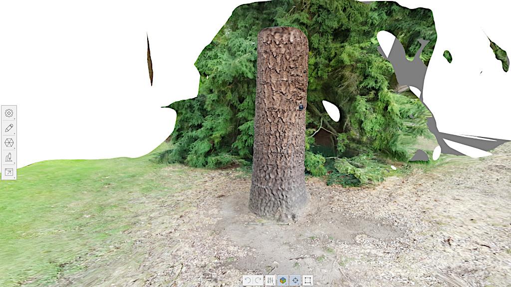 Monkey Puzzle Tree Trunk – Processed in Autodesk ReCap Photo