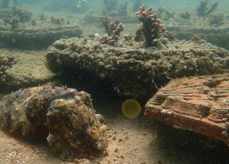 Before - After - Artificial Reefs Printed in Terracota Clay