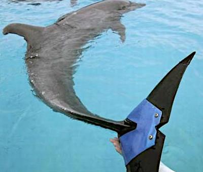 3D Printed Artificial Limb - Dolphin with Restored Fin