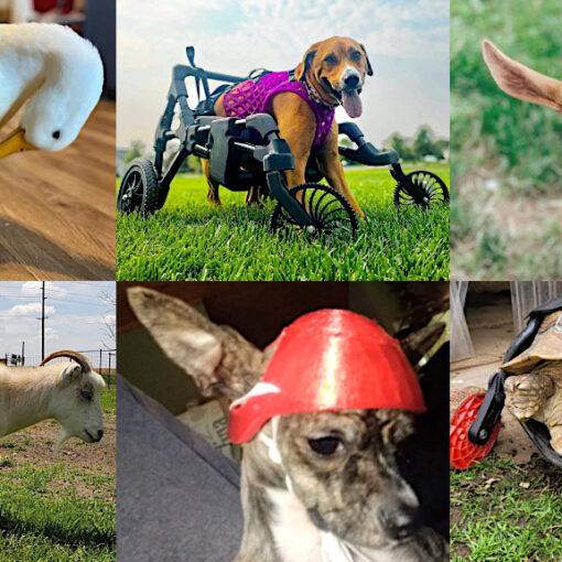 Special Needs Animals and 3D Printed Prosthetics
