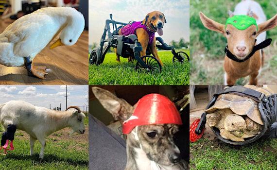 Special Needs Animals and 3D Printed Prosthetics