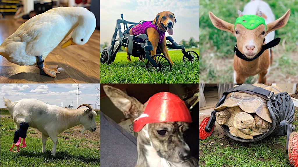 Special Needs Animals and 3D Printed Prosthetics