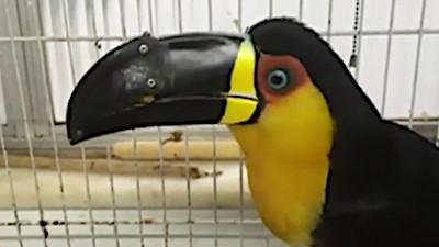 Tieta The Toucan - 3D Printed Beak Prosthesis